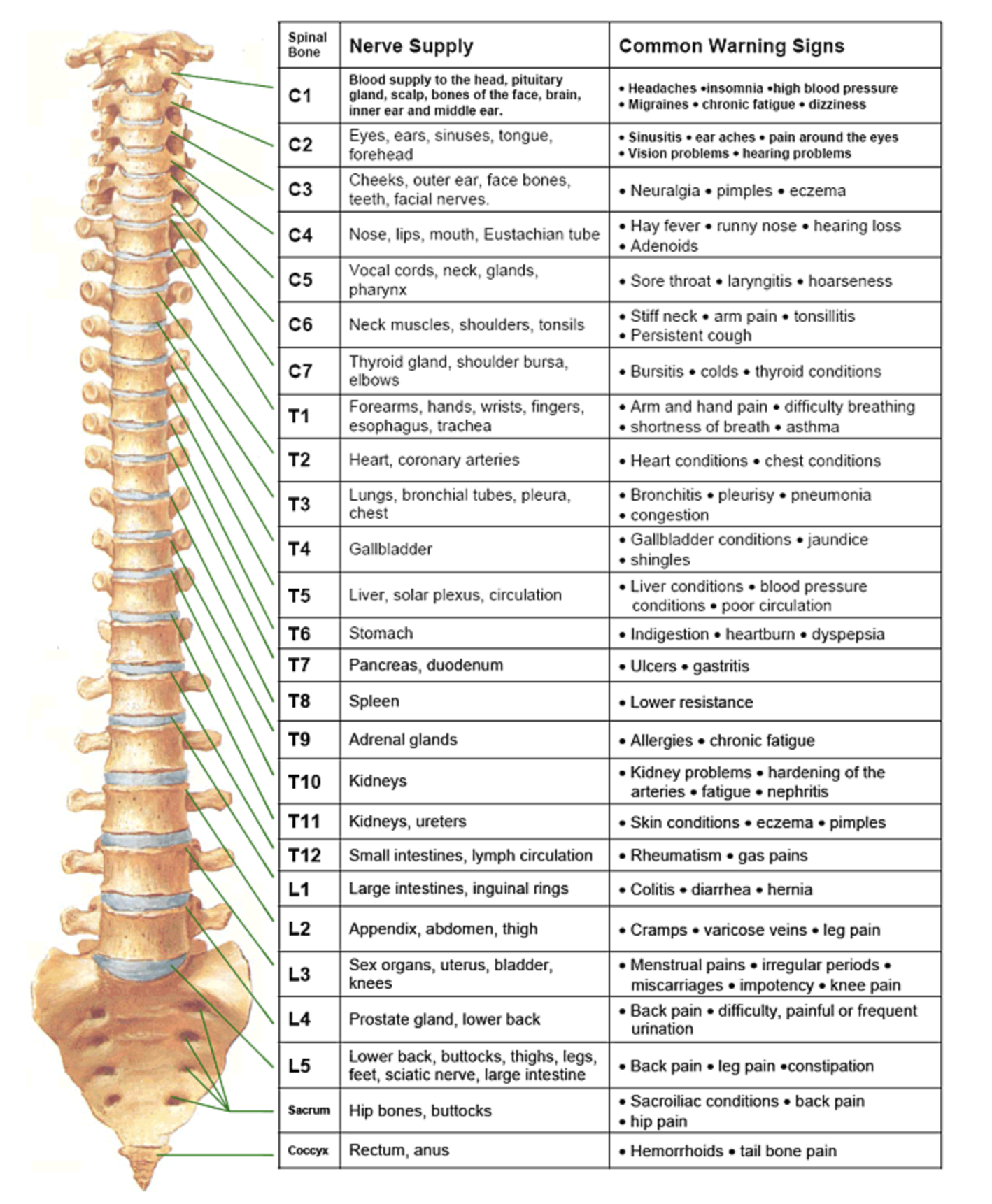 CLICK HERE FOR CHIRO SOURCE
